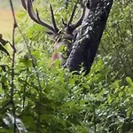 Semesterbostad Huisjes Op De Veluwe Emst