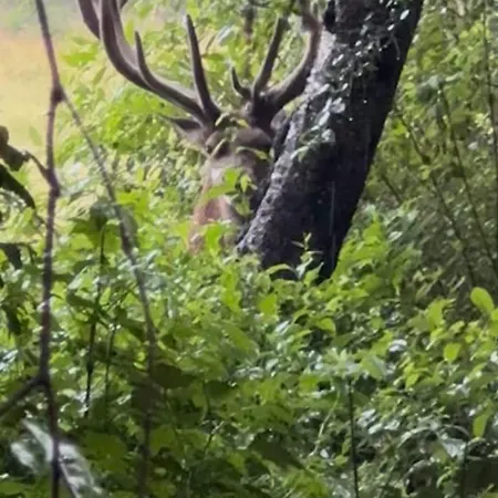 펜션 Huisjes Op De Veluwe 엠스트